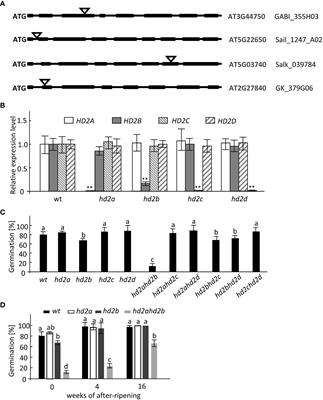 Arabidopsis histone deacetylase HD2A and HD2B regulate seed dormancy by repressing DELAY OF GERMINATION 1
